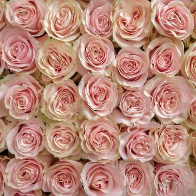 Light Pink Roses from Marion Flower Shop in Marion, OH